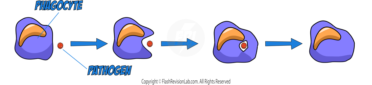 Phagocytosis